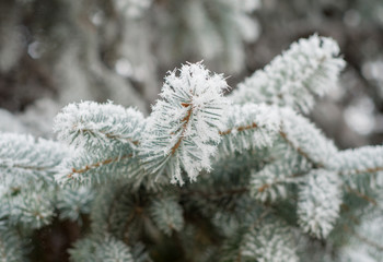 The branches of trees in frost winter