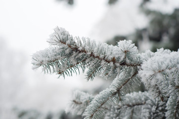 The branches of trees in frost winter