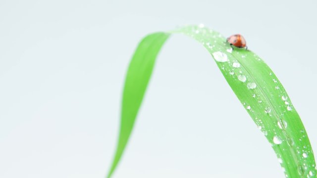 Ladybug walking up on the grass with drops
