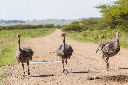 Ostrich birds flock wildlife wilderness summer.