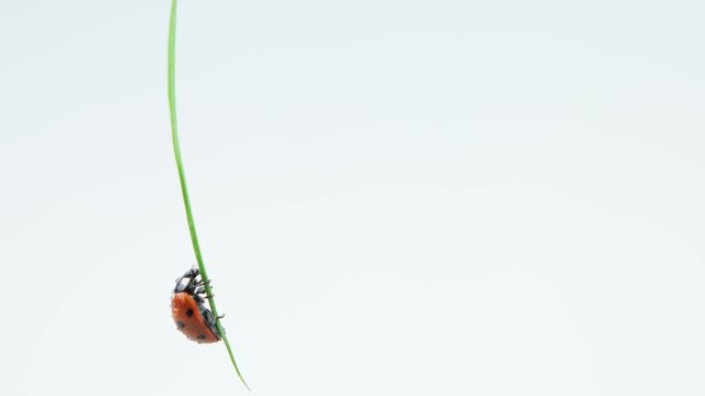 Ladybug hanging on the grass and washes
