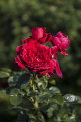 shrub roses