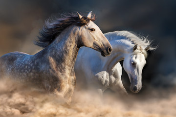 Couple de chevaux courir dans la poussière à la lumière du coucher du soleil