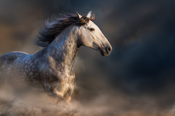 Andalusian horse with long mane run at sunset light in dust