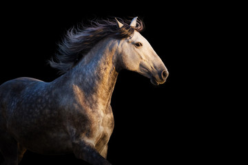 Fototapeta na wymiar White horse with long mane run at sunset light on black background
