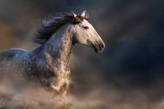 Andalusian horse with long mane run at sunset light in dust © callipso88
