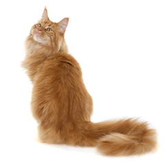 maine coon cat