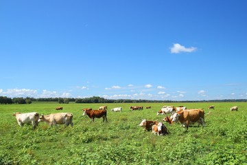 Herd of cows on farm