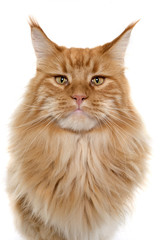 maine coon cat