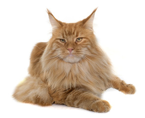 maine coon cat