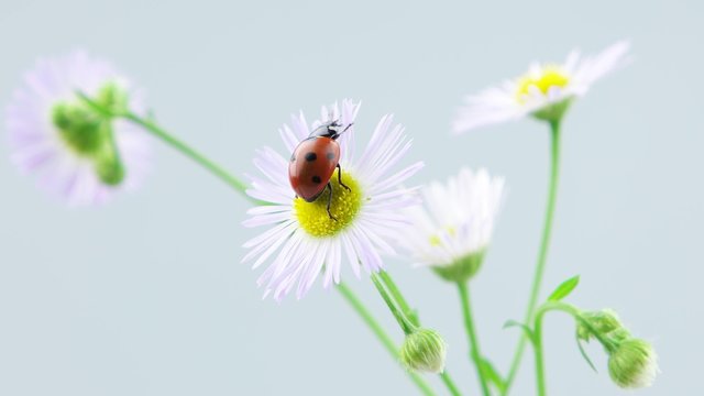 Ladybug playing with petals of chamomile flower
