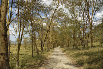 Dirt road in Lake Nakuru National Park, Kenya.