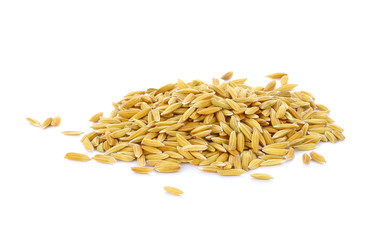 Obraz premium Yellow paddy jasmine rice isolated on white background