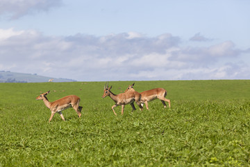 Naklejka na ściany i meble Wildlife Impala Buck animals summer wilderness landscape