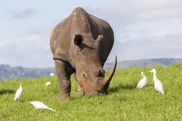 Fototapeta premium Rhino closeup animal wildlife birds summer rural landscape
