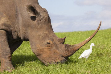 Rhino closeup animal wildlife birds summer rural landscape