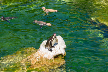 Solitary Magellanic Penguin (Spheniscus Magellanicus) On A Rock Surrounded By Water And Penguins...