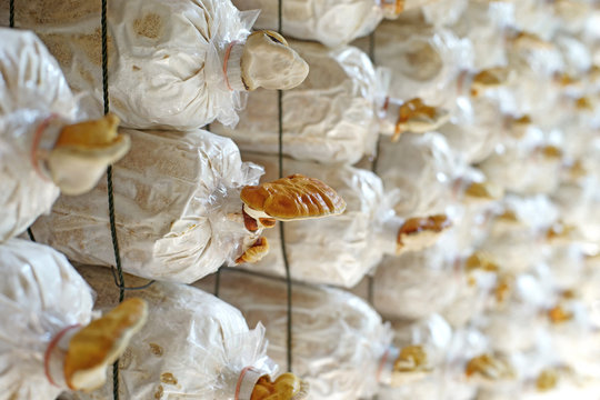 lingzhi mushroom, ganoderma lucidum in nursery bag