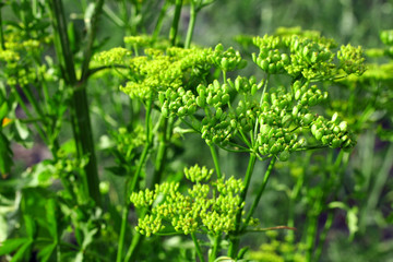 green celery seed closeup