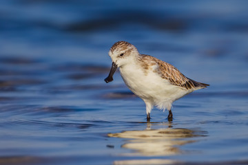 Spoon-billed sandpiper (Calidris pygmaea) who Critically Endangered s