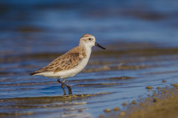 Right side close up of Spoon-billed sandpiper (Calidris pygmaea) 