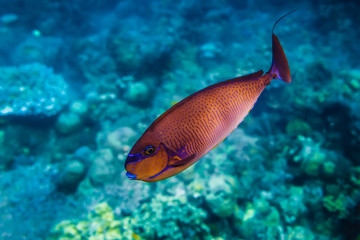 beautiful corals and fish