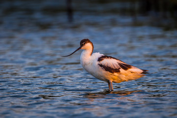 Pied avocet (Recurvirostra avosetta) standing in the sea with evening light 