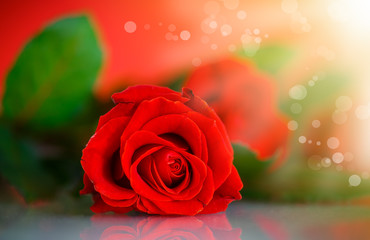 Red beautiful rose 