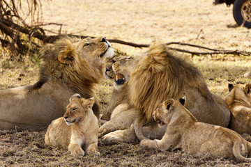 Obraz premium Löwenfamilie