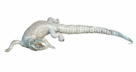 crocodile isolated on white background