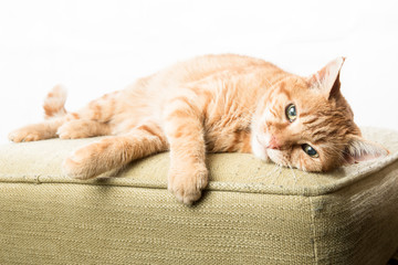 Cute Ginger Cat