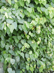 Peepal or bodhi leave from the bodhi tree