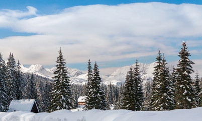 Cosy winter scene with snow covered trees in the mountains