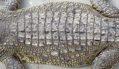 Photo sur Aluminium Crocodile crocodile skin