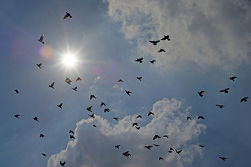 group of flying pigeon