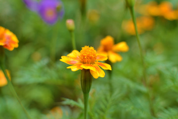 Yellow Maidenhair or Southern Cone Marigold flowers closeup
