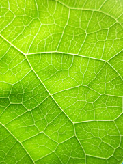close-up green bodhi leaves