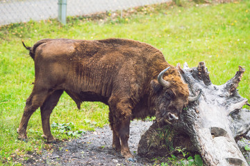 Fototapeta na wymiar European bison (Bison bonasus)