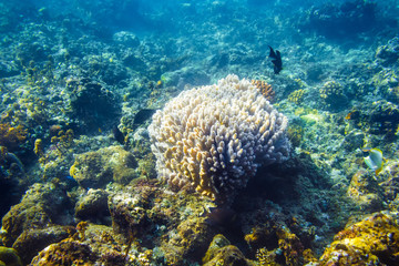 Fototapeta na wymiar beautiful corals and fish