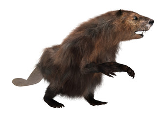 North American Beaver