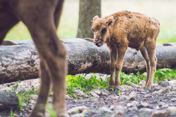 European bison (Bison bonasus)