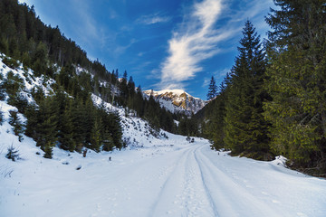 Fototapeta na wymiar beautiful winter landscape in the Carpathian Romania