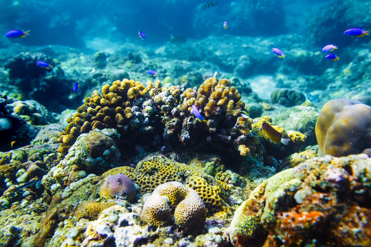 beautiful corals and fish