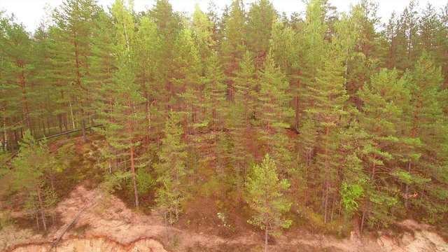 The view from the sandstone to the top of the trees. The trees surrounding the sand quarry area in Piusa Estonia