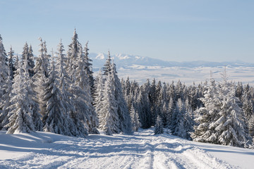 Słoneczny dzień w górach, zasypane śniegiem drzewa