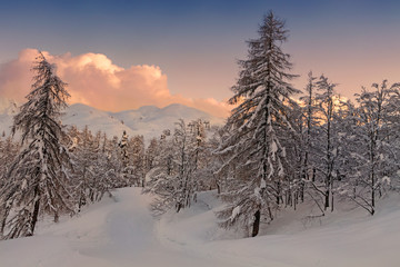Cosy winter scene with snow covered trees in the mountains