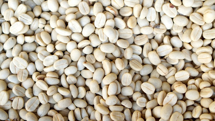 raw white green beans of coffee before roasting