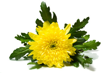 chrysanthemum on a white background