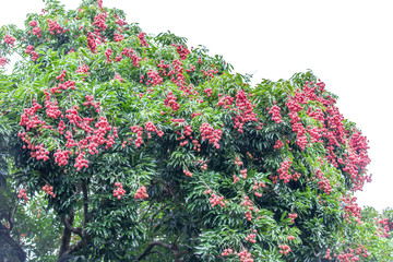 litchi, arbre fruitier, île d la Réunion