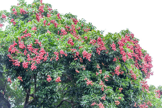 litchi, arbre fruitier, &icirc;le d la R&eacute;union